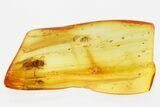 Detailed Fossil Black Fly (Simuliidae) In Baltic Amber #307873-1